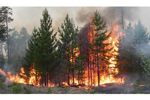Более 30 лесных пожаров произошло в Беларуси за сутки