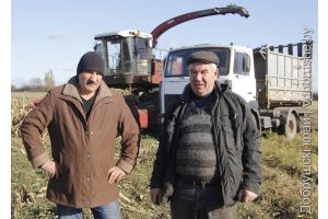 В сельхозпредприятии «Крупец» Добрушского района убирают последние гектары кукурузы