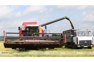 Более 90% площадей озимого рапса на зерно убрано в Беларуси
