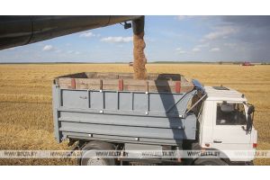 Водители Гомельского района первыми в области перевезли 1 тыс. т зерна нового урожая