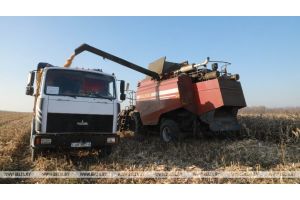 В Беларуси завершается уборка кукурузы и сахарной свеклы