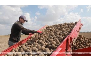В Беларуси осталось убрать 4,3% площадей картофеля и 27,5% овощей