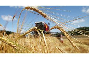 Зерновые убраны в Беларуси почти с 70% площадей