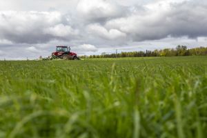 Первый укос трав проведен в Беларуси на 86,1% площадей