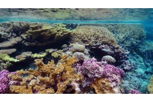 Франция выделит 3 млн евро на спасение коралловых рифов