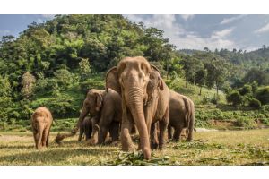 Ученые выяснили, почему африканские слоны стали рождаться без бивней