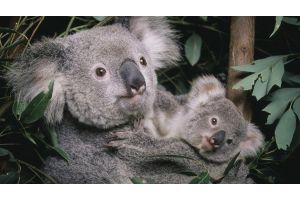 Австралия причислила коал к видам, находящимся под угрозой исчезновения