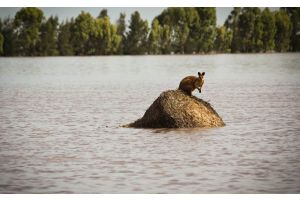 Около 18 тыс. человек эвакуировали в Австралии из-за наводнений