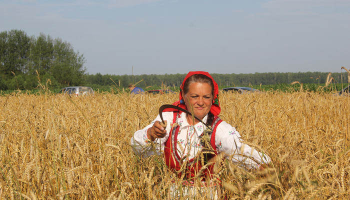 Зажинки в "Завидовском"