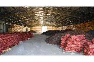 Почти 7 тыс. т картофеля и более 8,2 тыс. т овощей уже заложили в стабфонды Гомельской области
