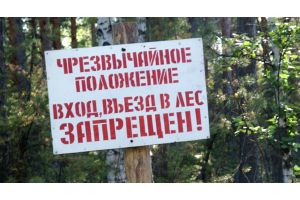В Добрушском районе введен запрет на посещение лесов