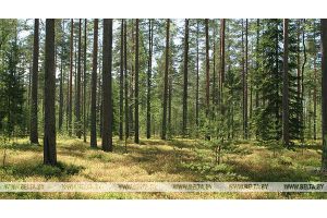 Запрет на посещение лесов снят в 14 районах Беларуси
