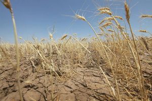 Засуха загубила на Гомельщине немалый процент зерновых. Но план Б все-таки есть