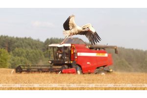 Более 6,2 млн т зерна намолочено в Беларуси