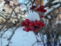 izobrazhenie_viber_2026-01-11_11-53-02-023