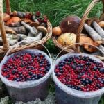 Как продать ягоды, грибы  и другую дикорастущую продукцию
