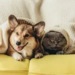 Каждой кошке –  кличка и… регистрация: добрушанам напомнили правила содержания домашних питомцев