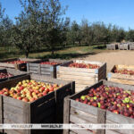 Почти 20 тыс. тонн плодоовощной продукции заложат на межсезонье в Гомельской области