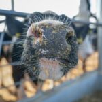 С 3 по 23 ноября на Гомельщине объявлен месячник безопасности в отрасли животноводства