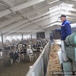 Как на молочно-товарном комплексе сельхозпредприятия «Борщовский» Добрушского района работает коллектив и живет поголовье