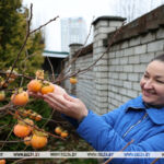 Как белоруска из Бобруйска «приручила» хурму? Узнали секреты рекордного урожая