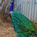 О своем пернатом хобби журналистам «ДК» рассказала добрушанка Татьяна Крючкова