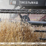 Свыше 11,1 млн т зерна с учетом рапса и кукурузы собрали в Беларуси